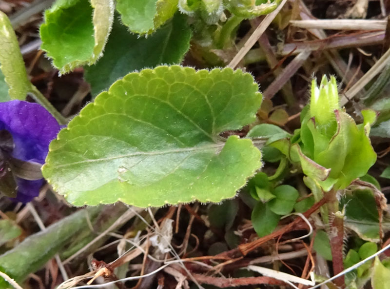 Viola odorata - Violaceae